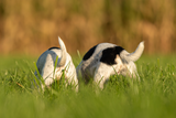 Warum wedeln Hunde mit ihrer Rute? 3 Fakten über das Schwanzwedeln
